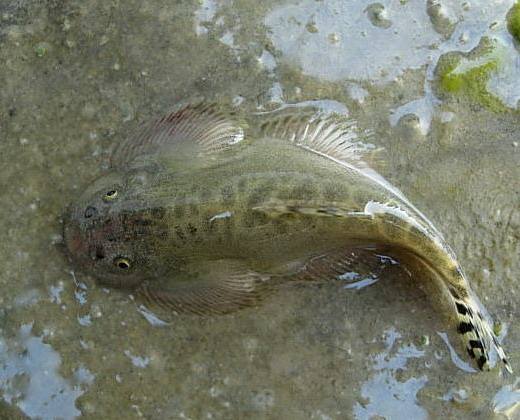 江西鄱阳湖鱼品种图片图片